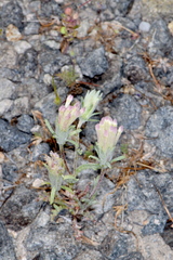 Chaenactis macrantha