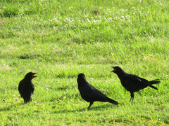 Corvus brachyrhynchos
