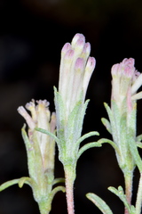 Chaenactis macrantha