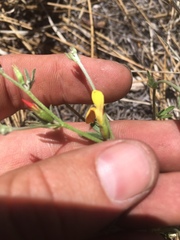 Acmispon wrightii