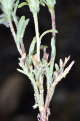 Chaenactis macrantha