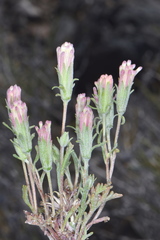 Chaenactis macrantha