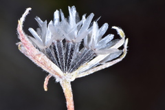 Chaenactis macrantha