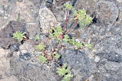 Ipomopsis polycladon