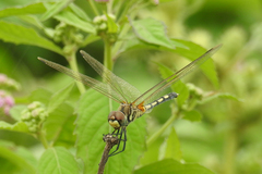 Trithemis pallidinervis
