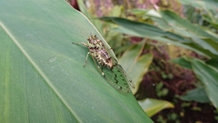 Tanna infuscata