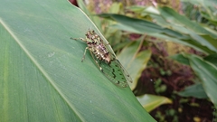 Tanna infuscata