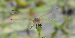 Trithemis pallidinervis