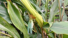 Tanna infuscata