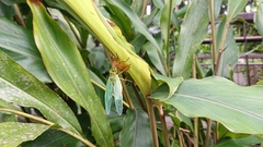 Tanna infuscata