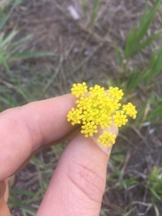 Cymopterus lemmonii