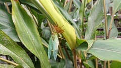 Tanna infuscata