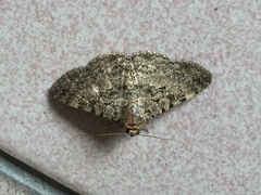 Polydesma boarmoides