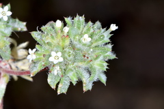 Ipomopsis polycladon