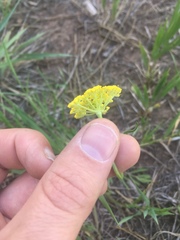 Cymopterus lemmonii