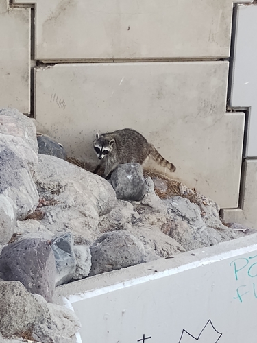 Common Raccoon photographed in Nevada