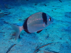 Common Two-banded Seabream
