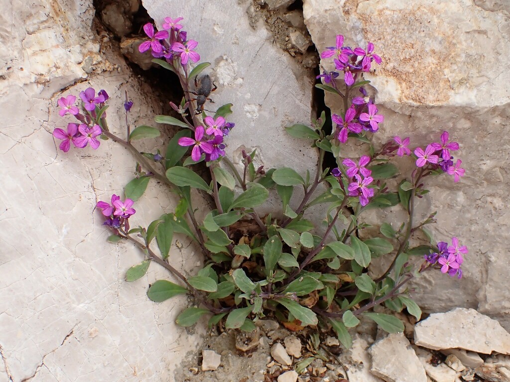 Malcolmia orsiniana