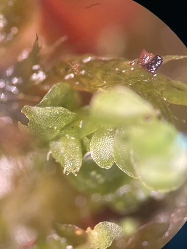 Image of Syzygiella autumnalis by (c) Brandon Corder, some rights reserved (CC BY)