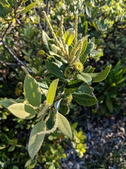 Notholithocarpus densiflorus echinoides