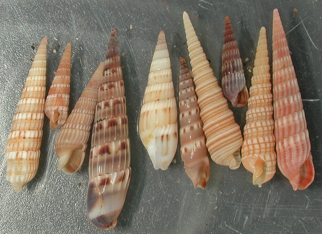 Punctoterebra rosacea