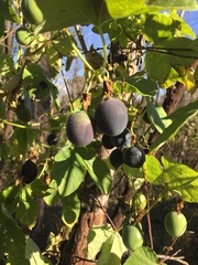 Passiflora morifolia