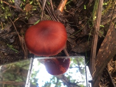 Cortinarius persplendidus