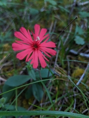 Silene serpentinicola