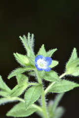 Veronica biloba