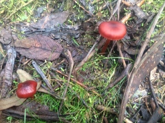 Cortinarius persplendidus