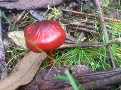 Cortinarius persplendidus