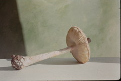 Saproamanita