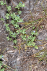 Veronica biloba