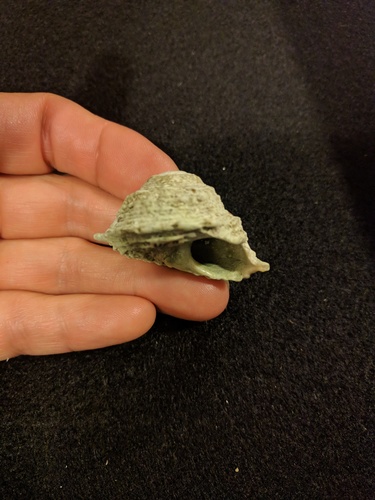 Lithopoma phoebium image