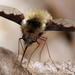 Greater Bee Flies - Photo (c) Patrick Coin, some rights reserved (CC BY-NC-SA)