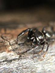 Metaphidippus manni