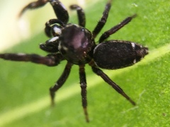 Metaphidippus manni