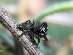 Metaphidippus manni