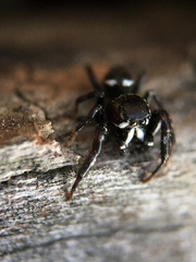 Metaphidippus manni