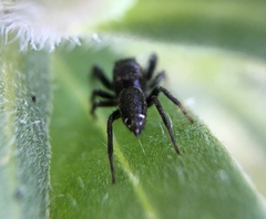 Metaphidippus manni