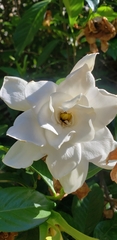 Gardenia jasminoides