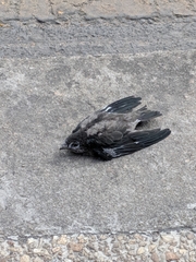 Ptyonoprogne concolor