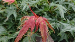 Acer serrulatum