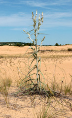 Tragopogon tanaiticus