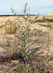 Tragopogon tanaiticus