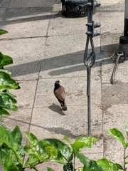 Acridotheres tristis