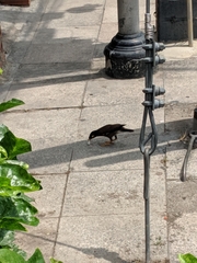 Acridotheres tristis