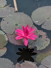 Nymphaea
