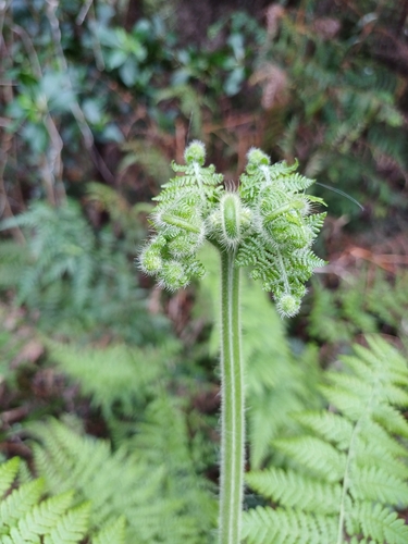 Image of Hypolepis dicksonioides by no rights reserved