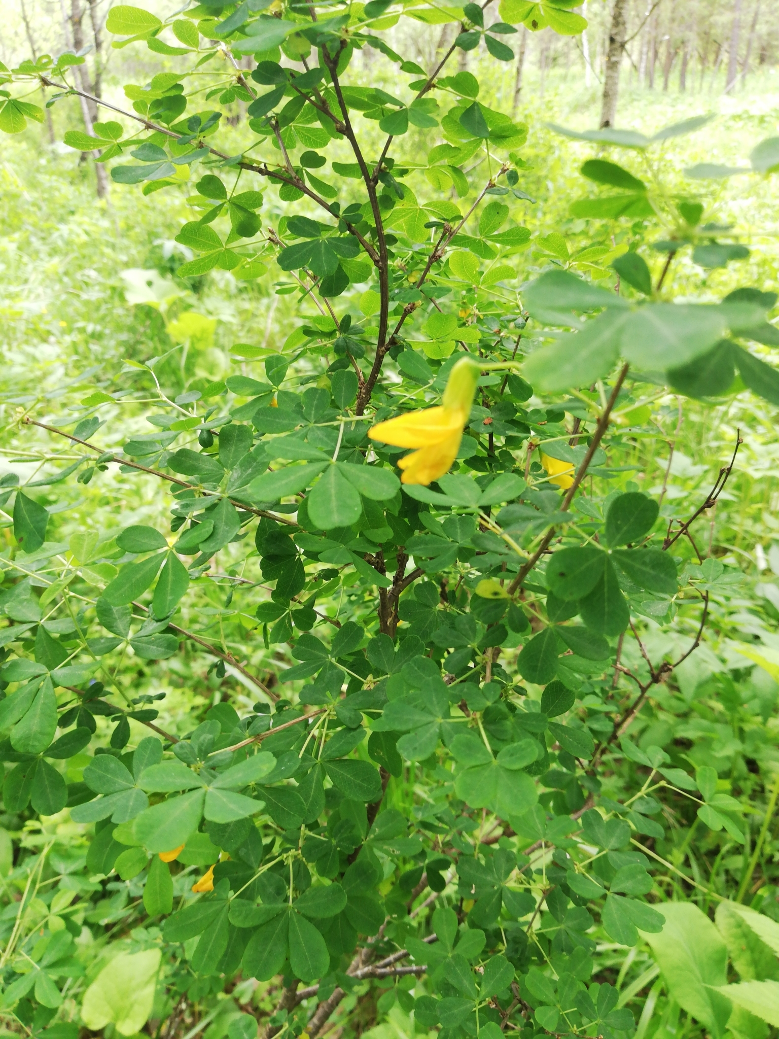 Caragana frutex